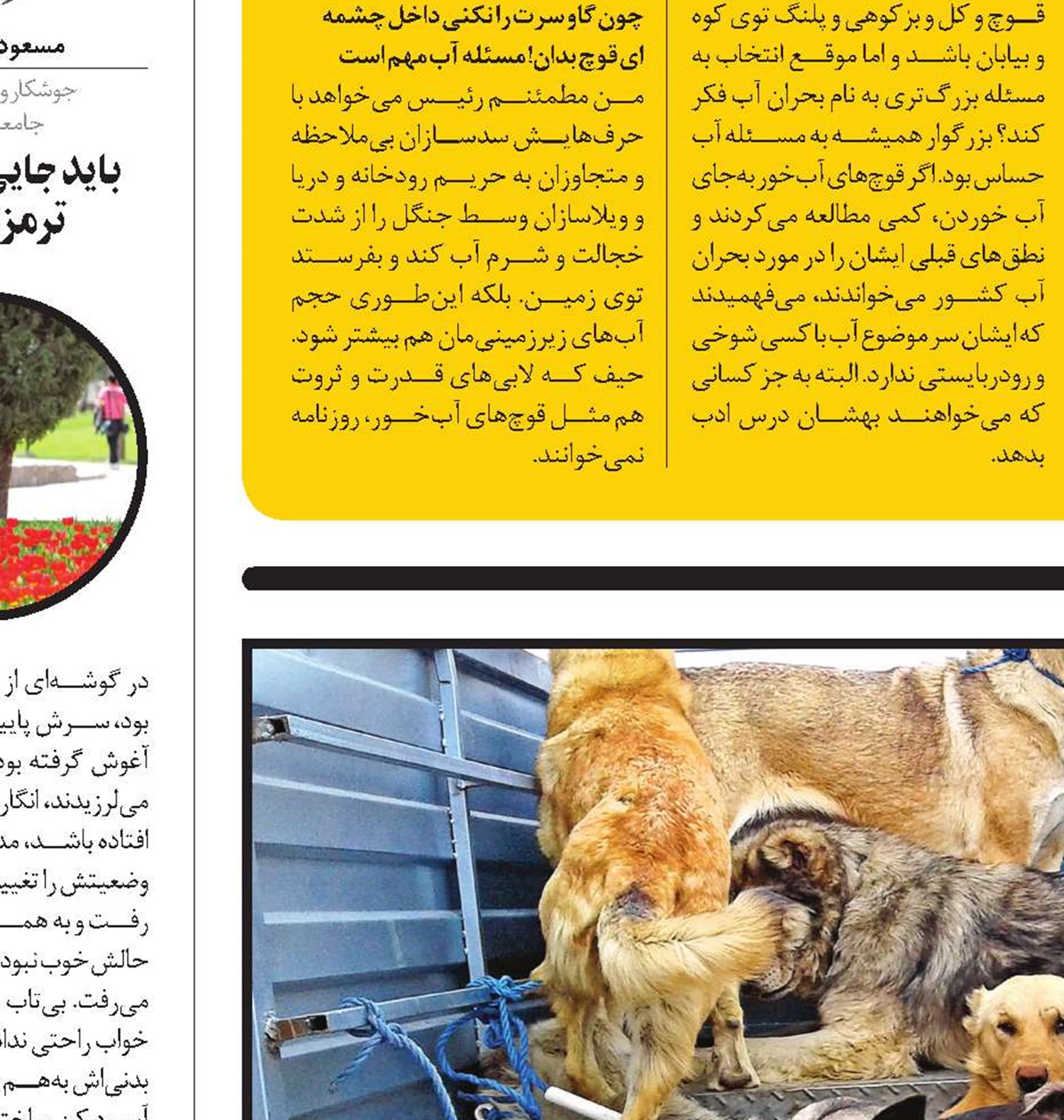سگ‌کشی