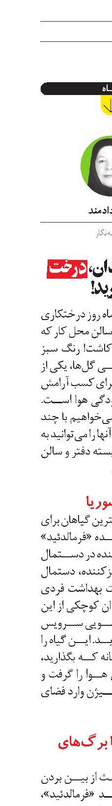 به جای گلدان، درخت بکارید!‏