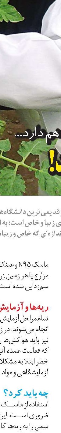 تأثير ويتامين (k)  بر سلامت قلب