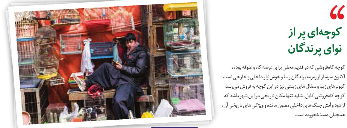 کوچهای پر از نوای پرندگان