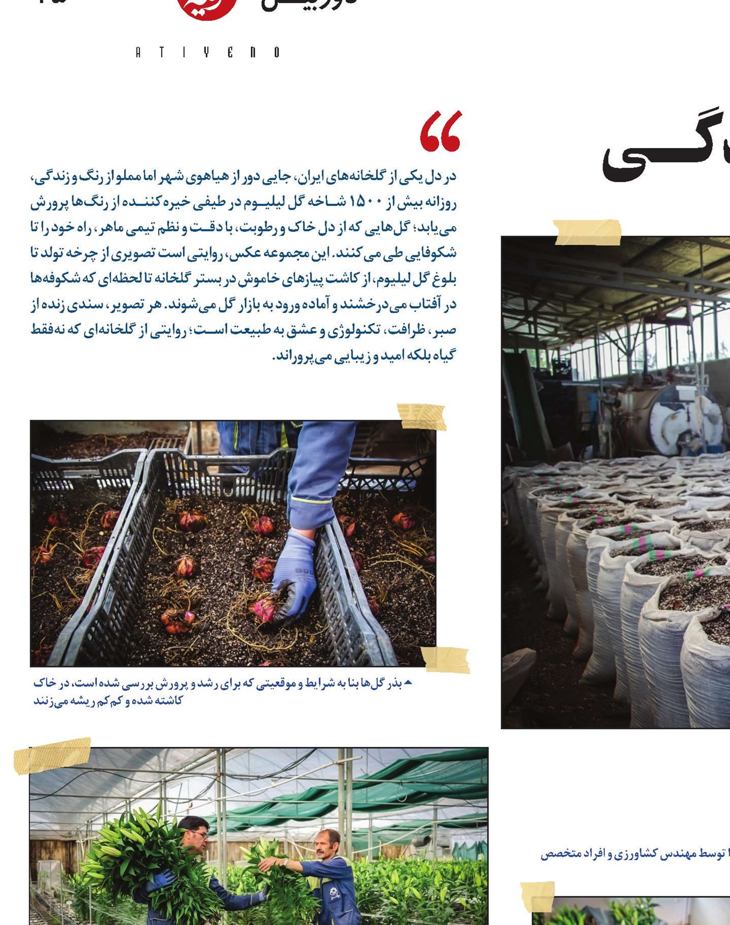 پـــــرورش رنــگ و زنـــدگــــی