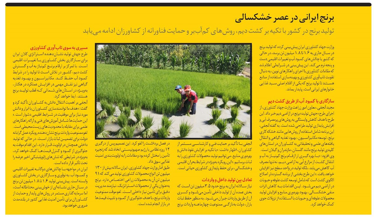 برنج ایرانی در عصر خشکسالی